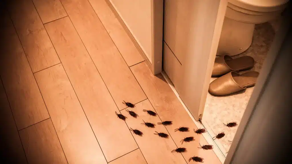 blatte in casa