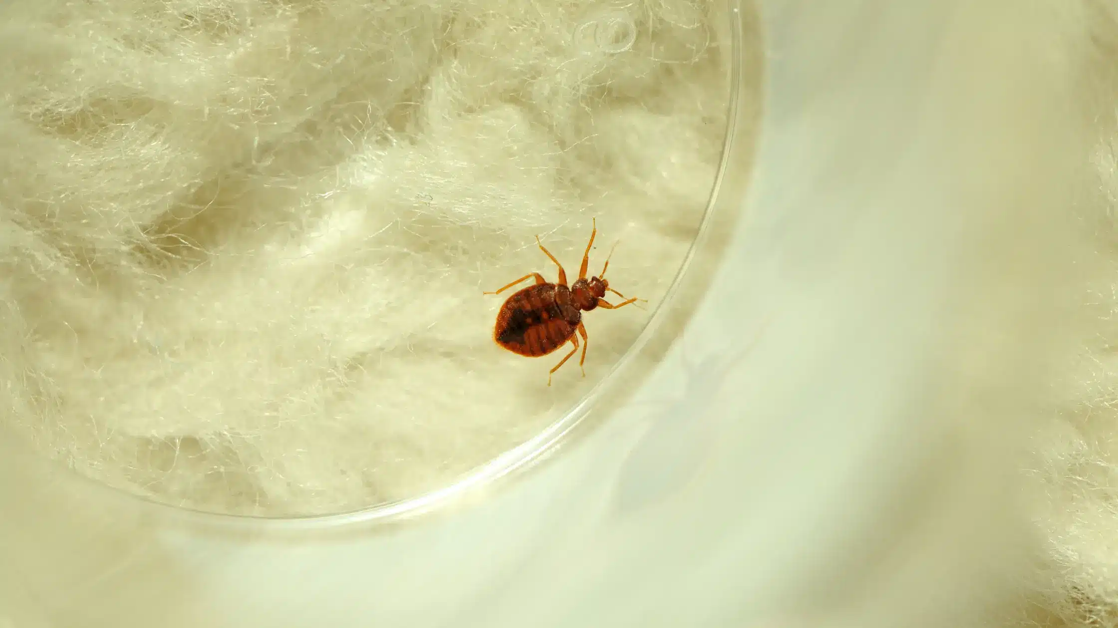 Come individuare le cimici da letto e riconoscere i segnali in tempo