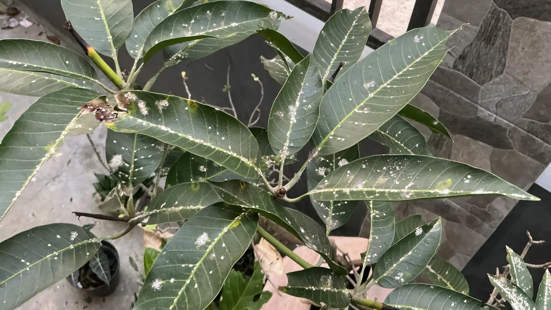 Cocciniglia cotonosa: riconoscerla, prevenirla e gestirla in modo efficace