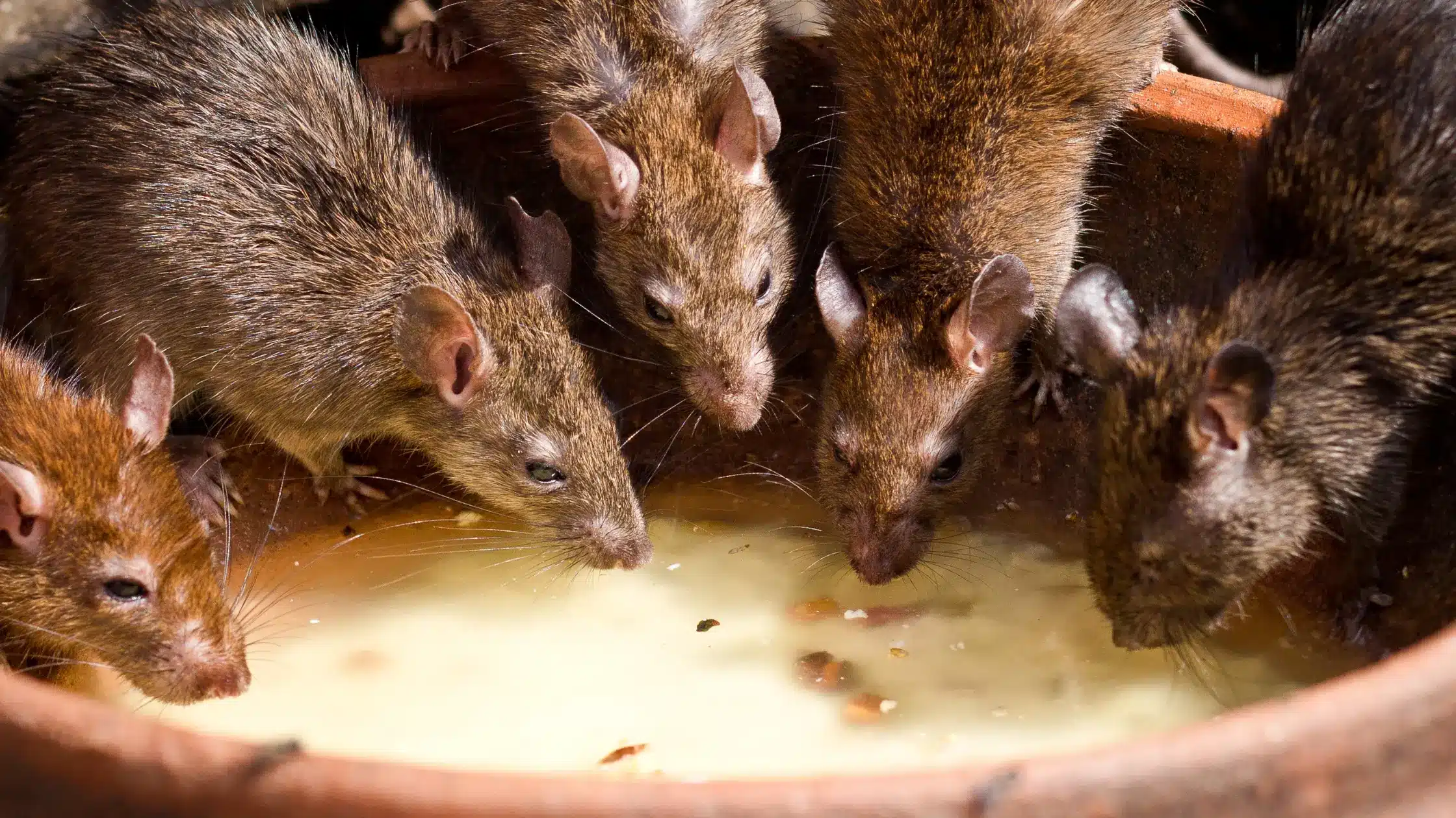 Come allontanare i topi: strategie efficaci per prevenire infestazioni e mantenere l'ambiente sicuro