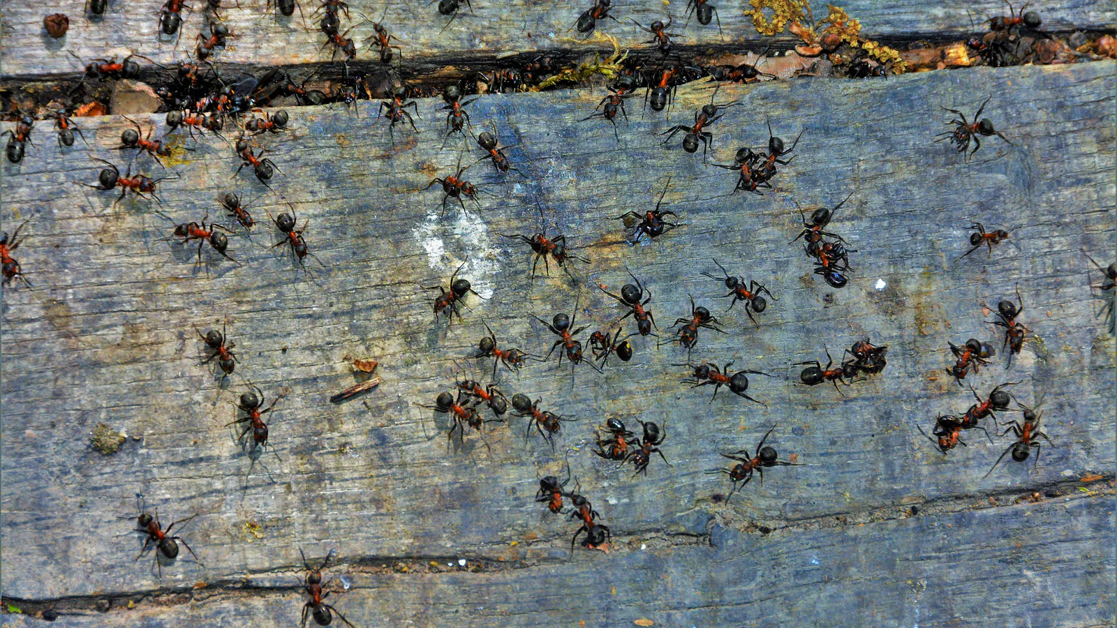 Come allontanare le formiche: guida pratica per proteggere la casa da tutte le tipologie di specie