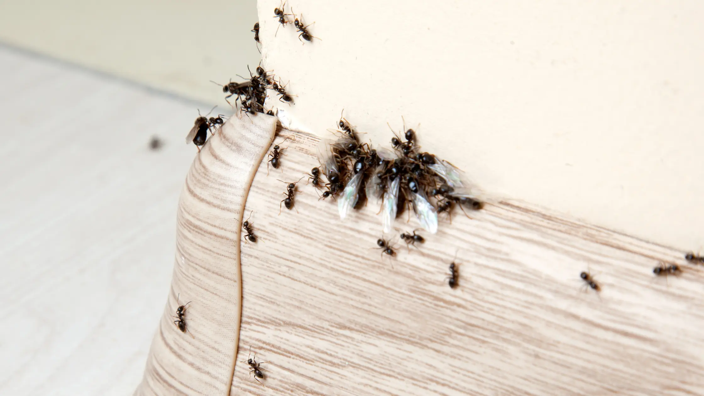 Come eliminare le formiche in casa: guida completa