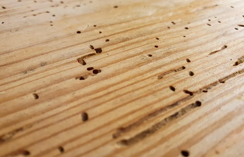 come eliminare i tarli del legno