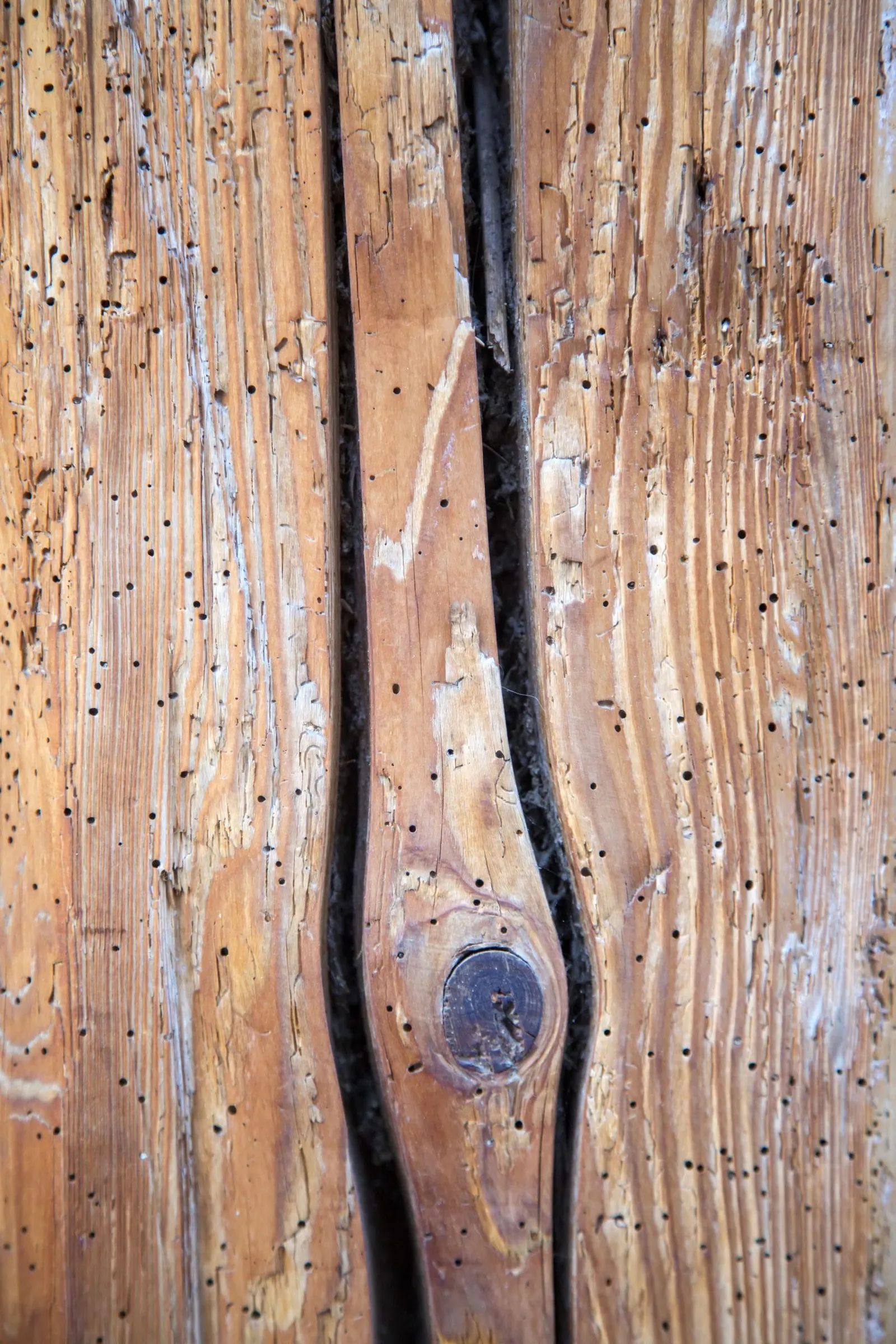 Come riconoscere i segnali di un'infestazione dei tarli del legno