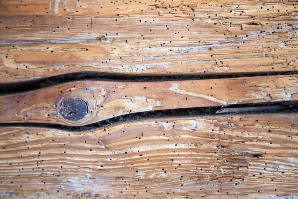 segnali di un'infestazione dei tarli del legno