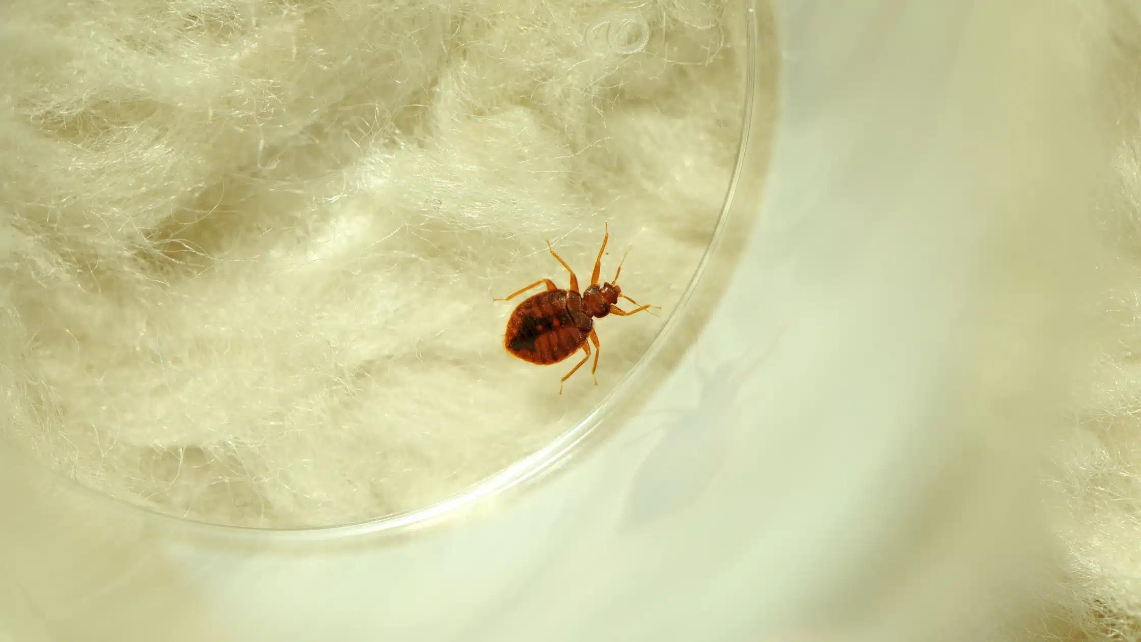 Come riconoscere le cimici da letto e intervenire in modo efficace
