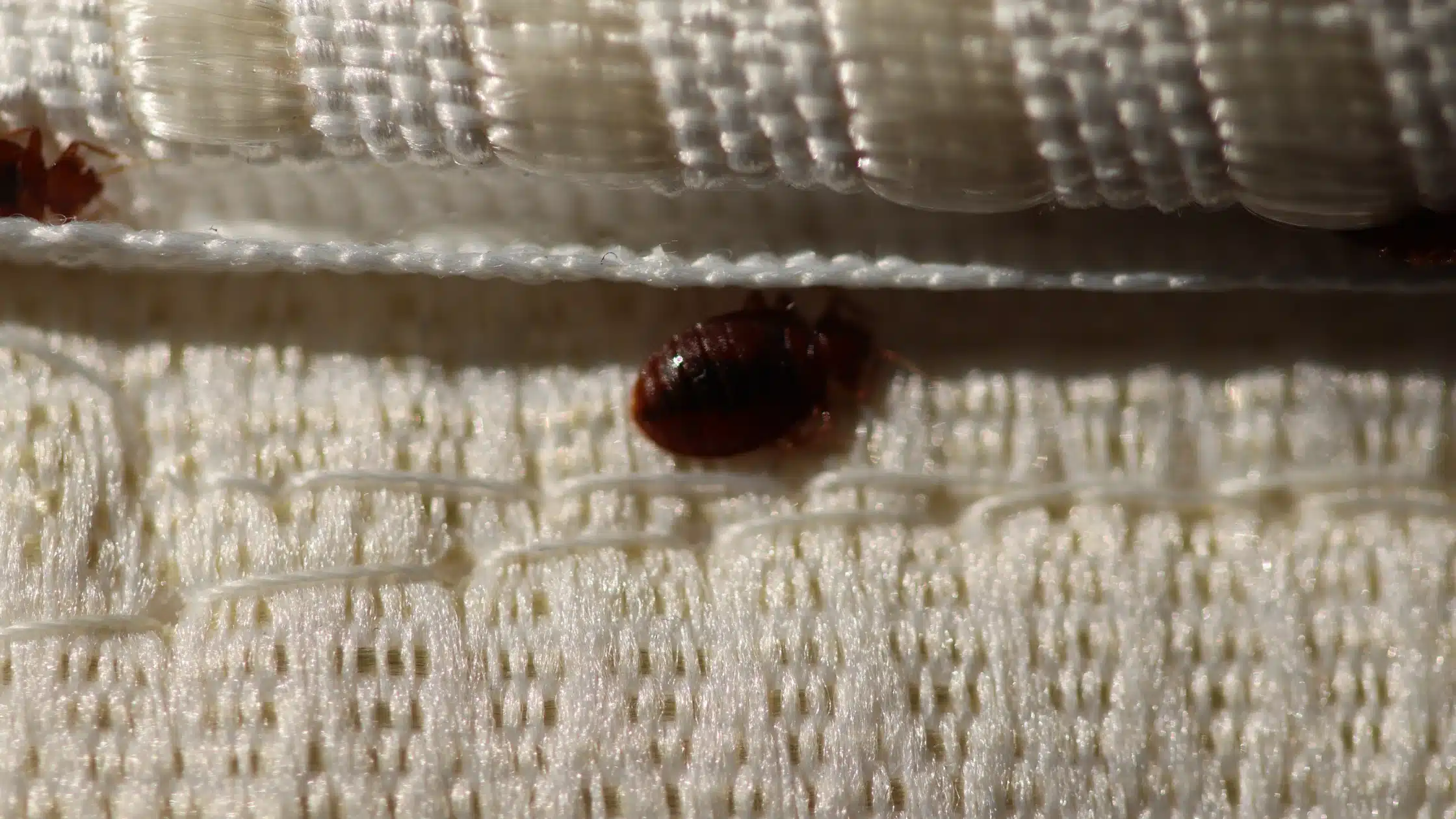 Cosa sono le cimici da letto? Impara a riconoscerle e difenderti