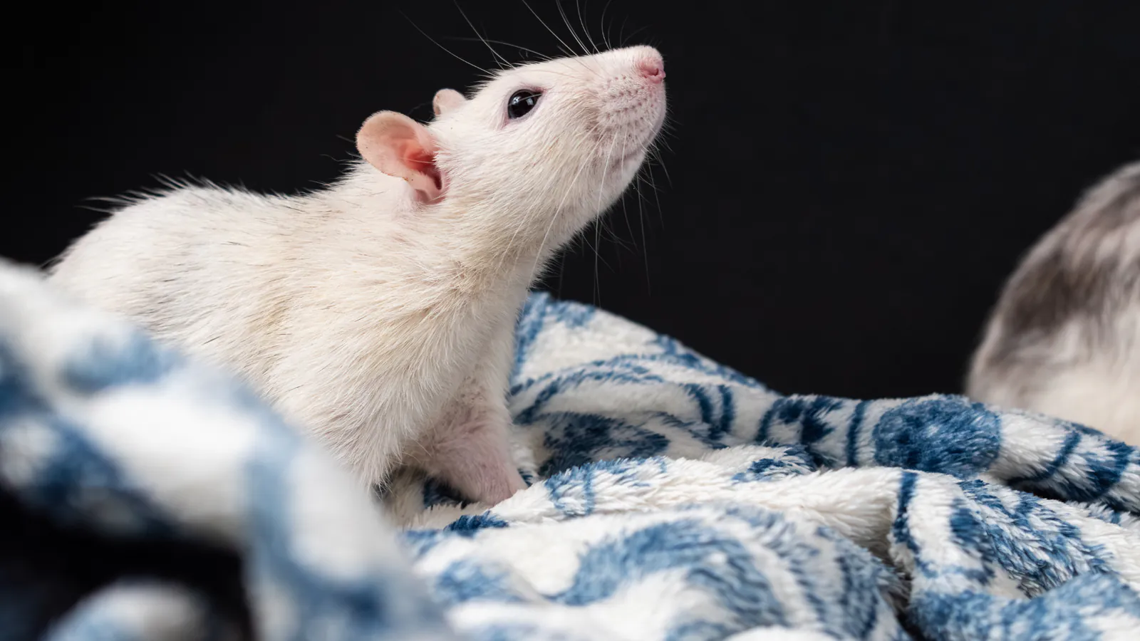 Hantavirus: tutto quello che devi sapere sulla malattia trasmessa dai topi