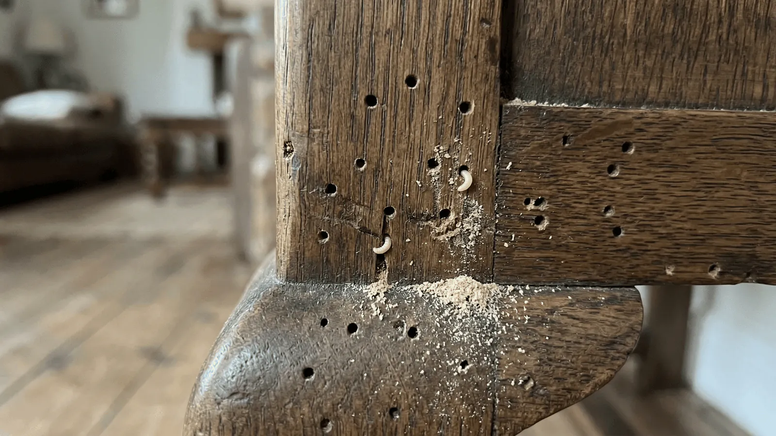 I tarli del legno possono attaccare l’uomo?