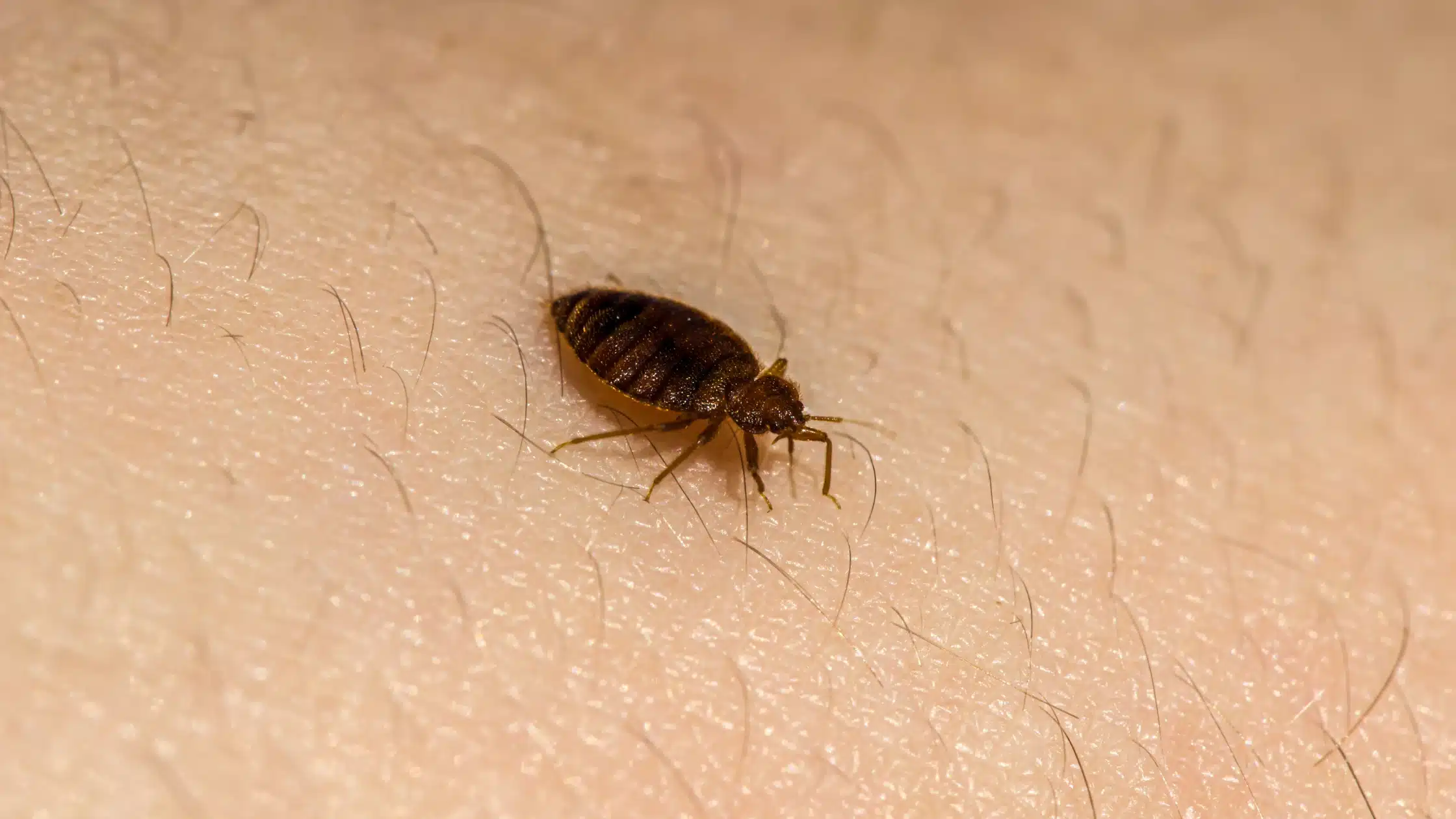 Le uova delle cimici da letto: cosa sapere