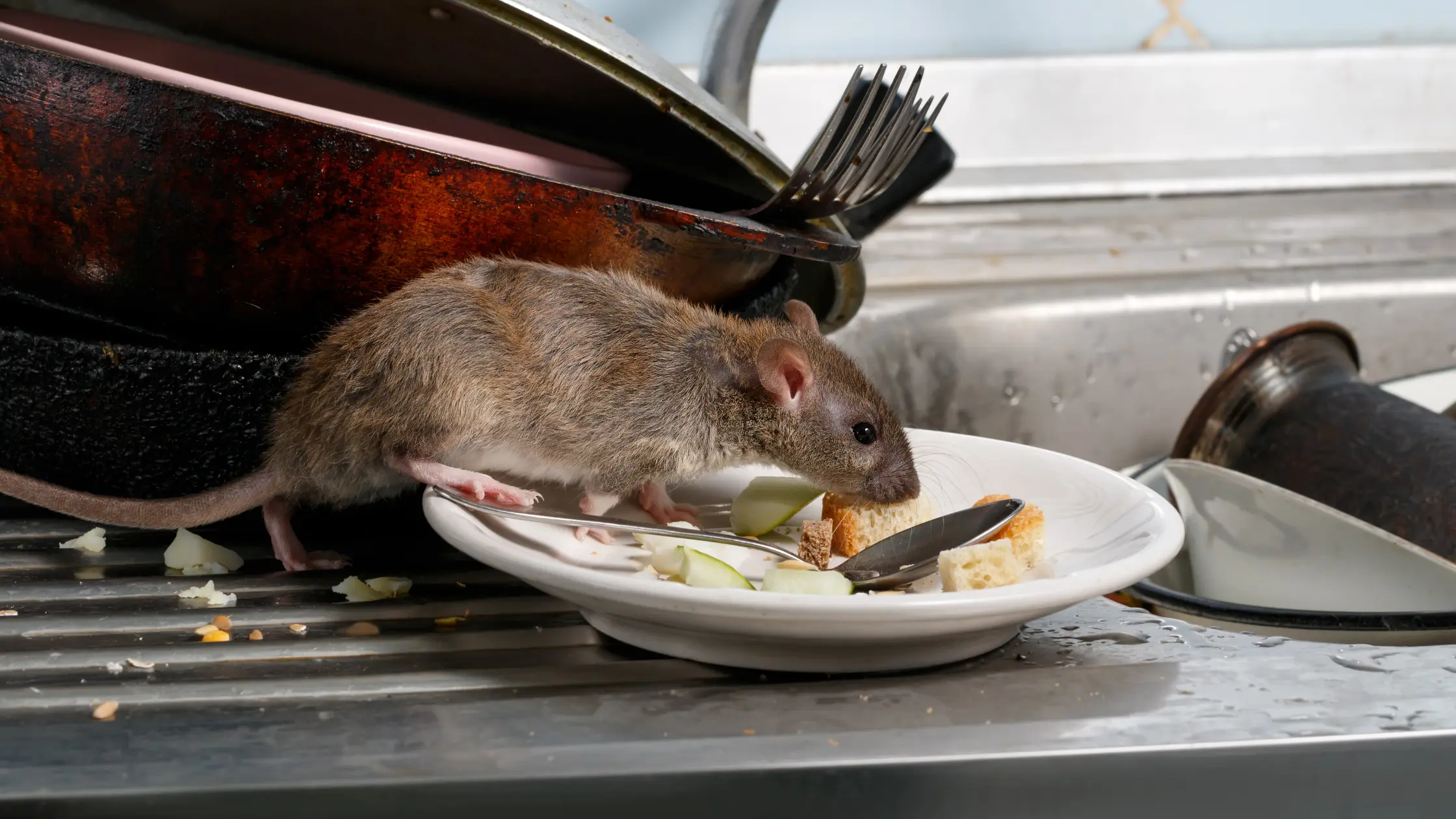 Rat-proofing: esclusione e sigillatura degli accessi contro i roditori per proteggere il tuo ambiente
