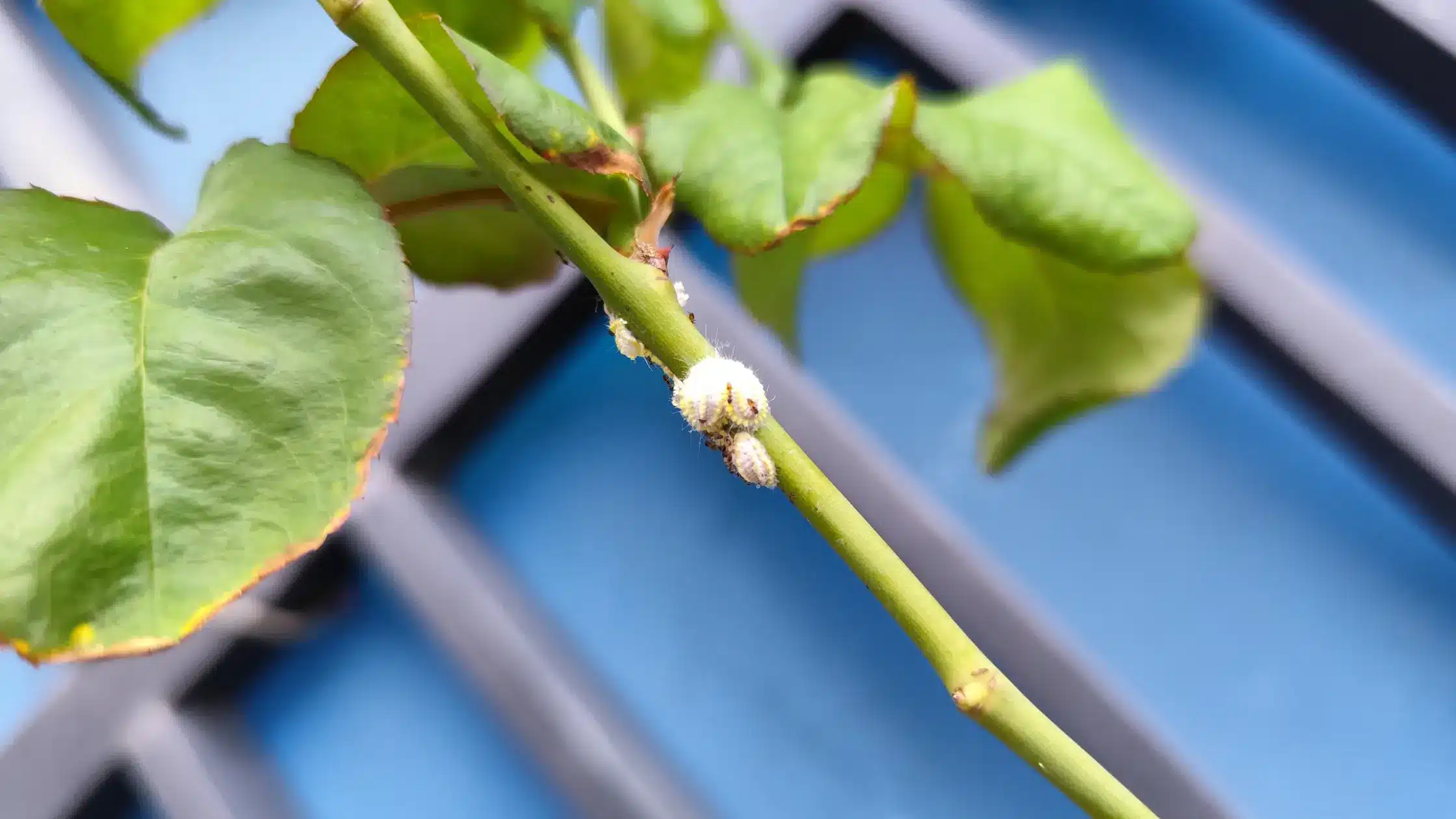 Rimedi cocciniglia cotonosa: come riconoscerla e intervenire in modo efficace