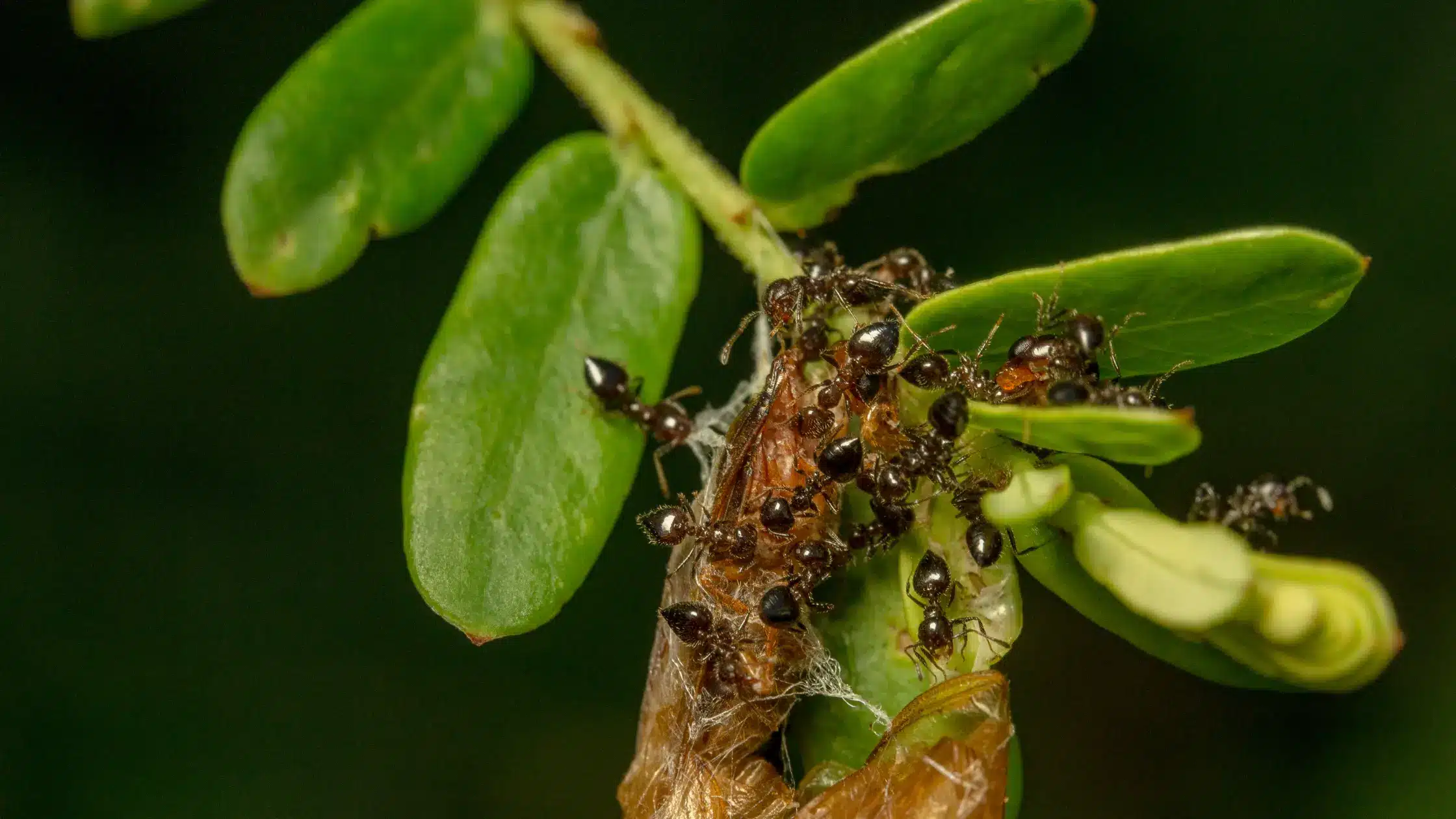Rimedi naturali contro le formiche: guida completa per casa e giardino