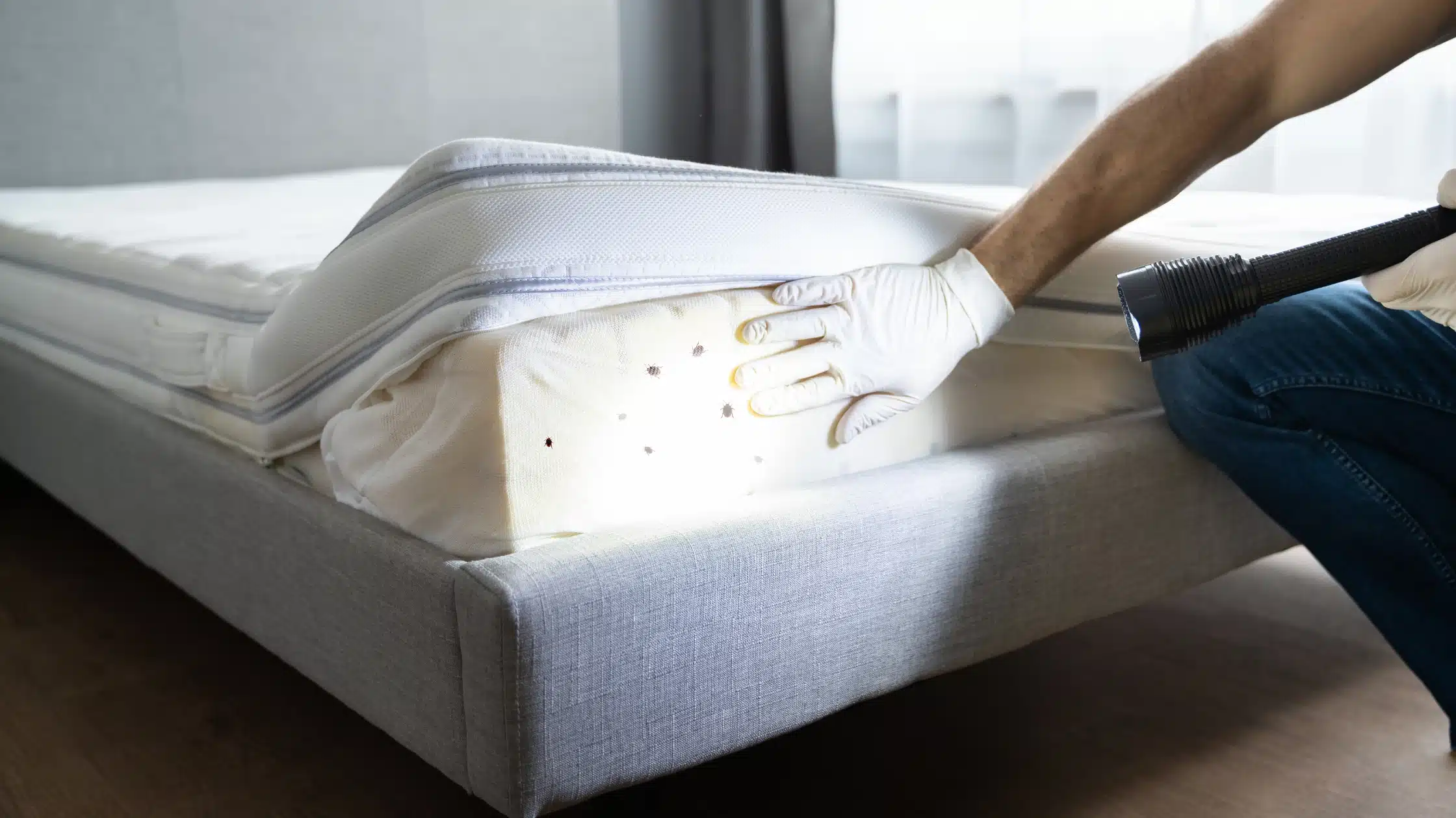 Rimedi per le cimici da letto: dalle soluzioni fai da te a quelle professionali