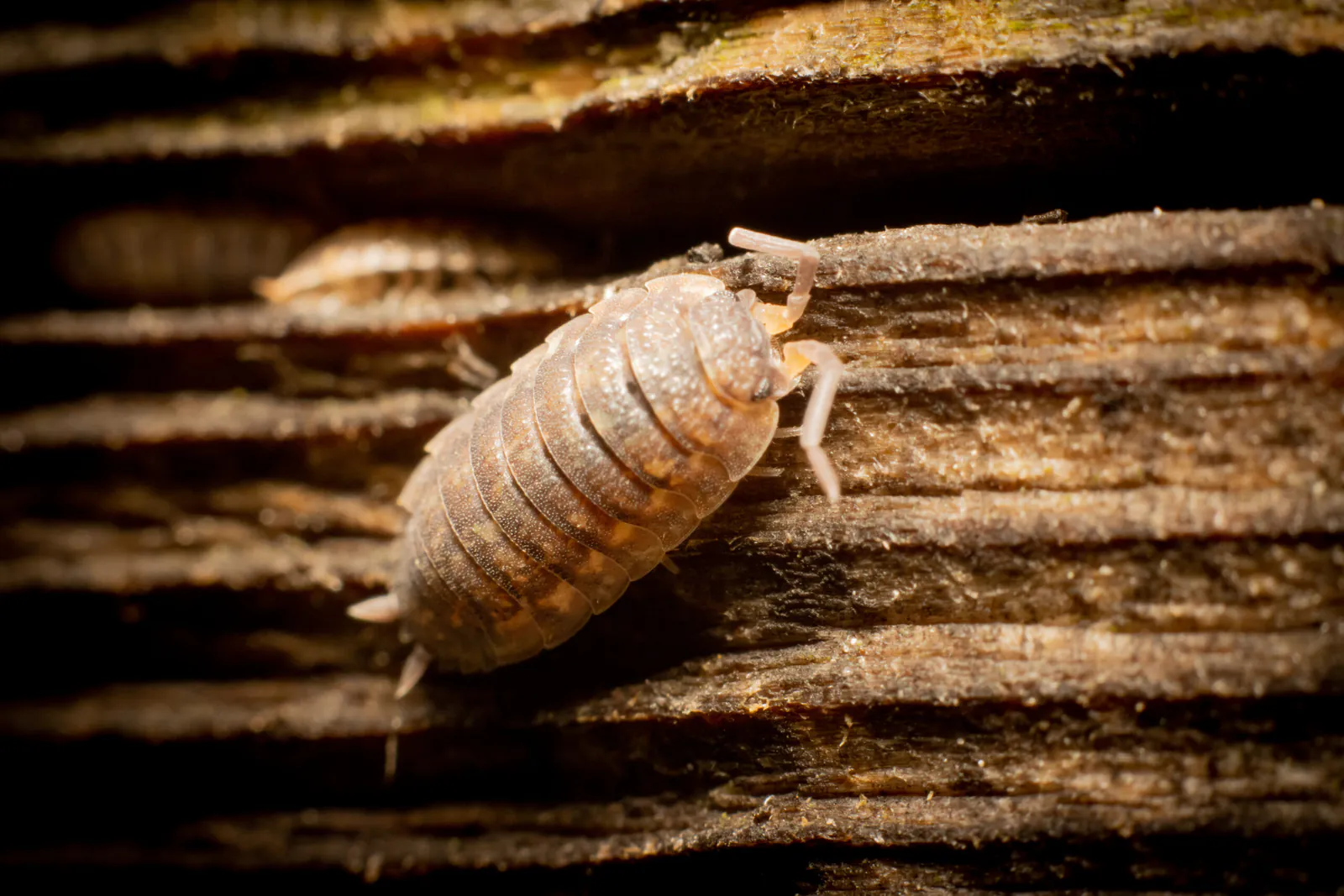 I tarli del legno muoiono con il freddo? Scopri come eliminare I parassiti naturalmente