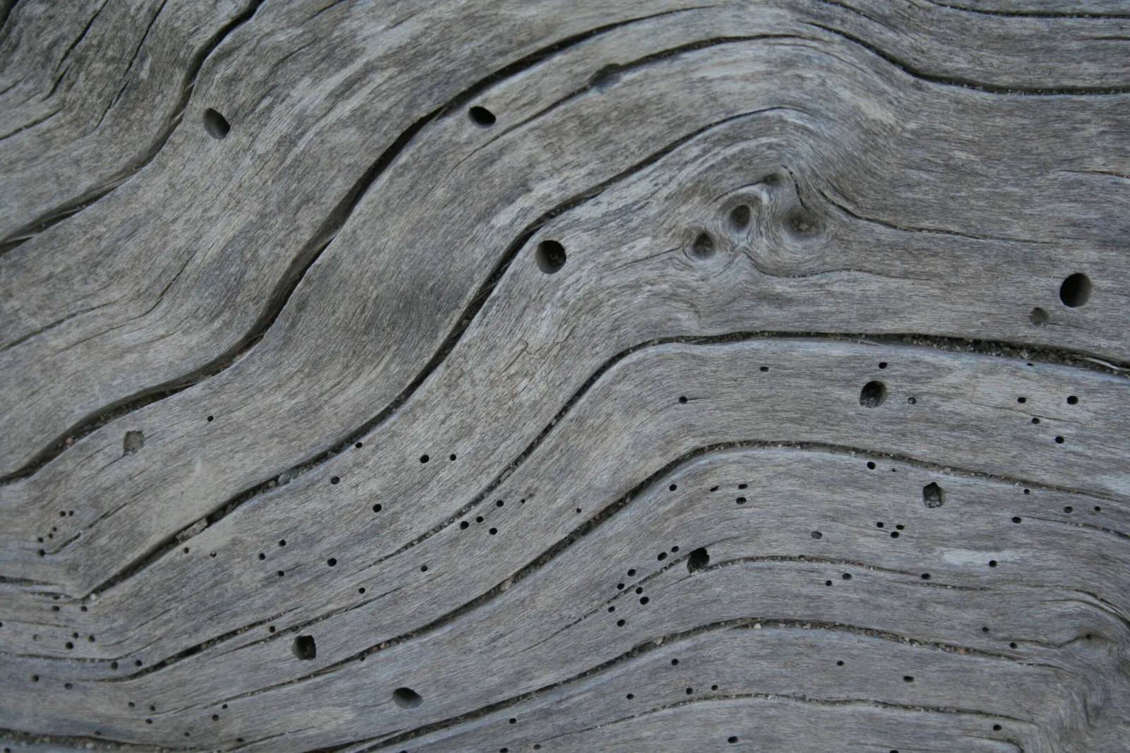 Tarlo del Legno