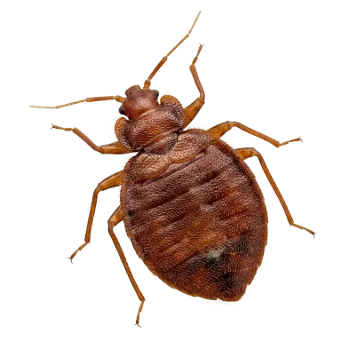 Cimici