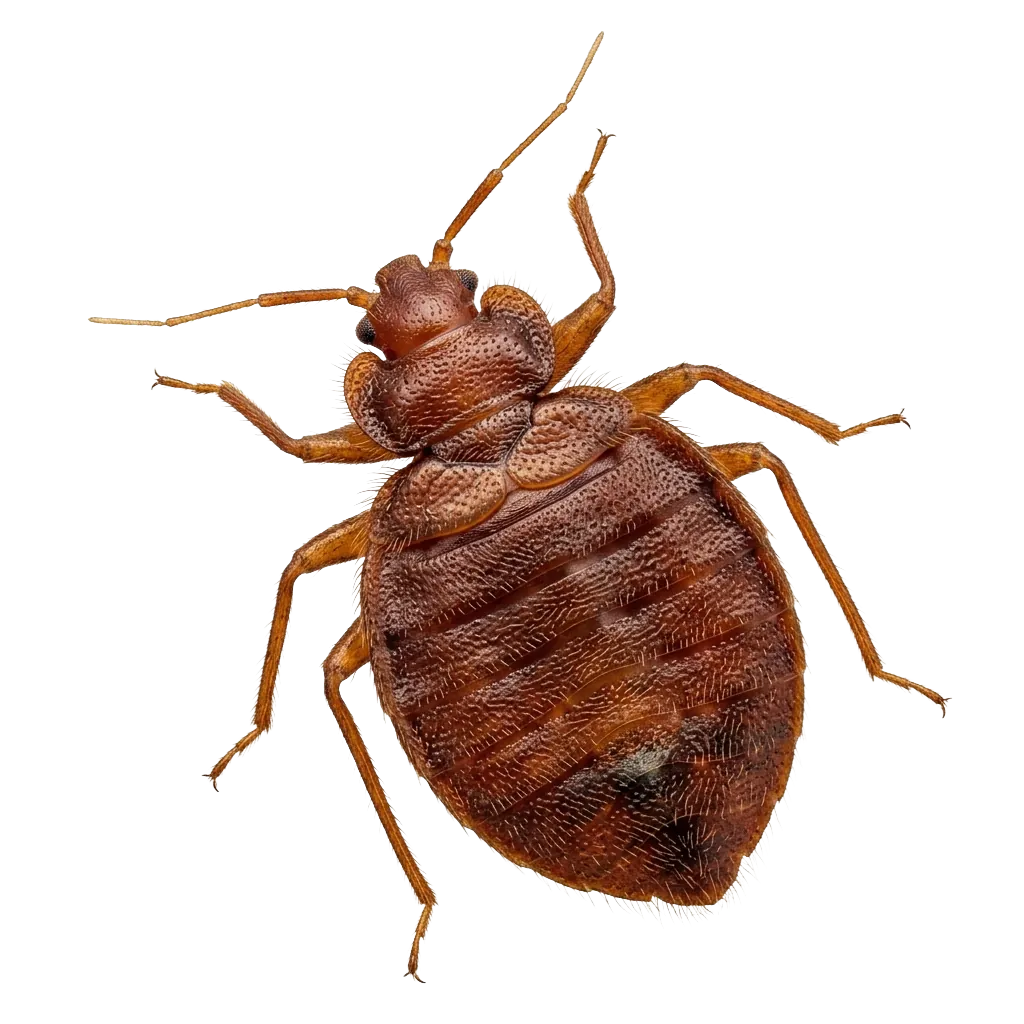 Cimici