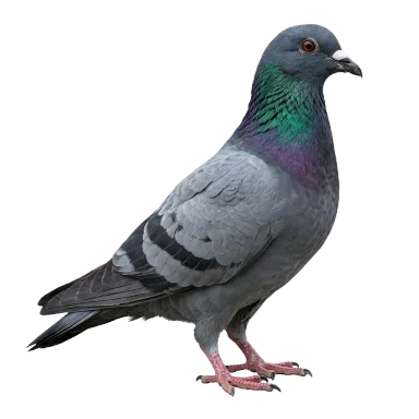 Piccioni