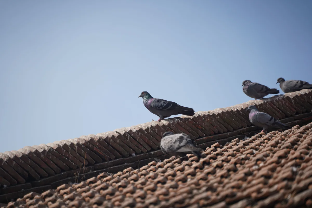 Piccioni sui cornicioni di un tetto