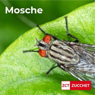 disinfestazione mosche